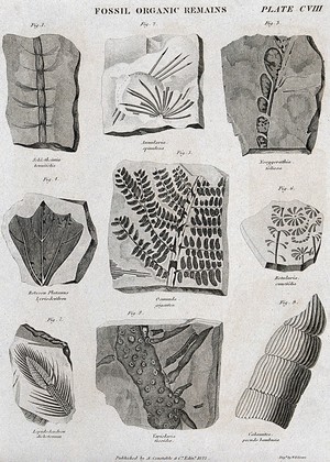 view Nine fossilised organic remains. Etching by W. H. Lizars.