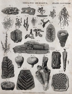 view Organic remains, some fossilised, of plants and animals. Engraving by J. Moffat.