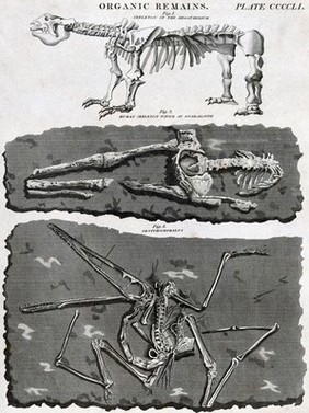 An animal skeleton of the Megatherium, a human skeleton found in Guadeloupe and the fossilised remains of a bird. Engraving by J. Moffat.