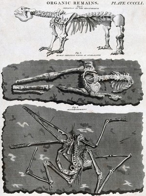 view An animal skeleton of the Megatherium, a human skeleton found in Guadeloupe and the fossilised remains of a bird. Engraving by J. Moffat.