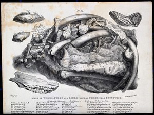 view Fossilised tusks, teeth and bones found at Thiede, part of Salzgitter in Lower Saxony. Lithograph by G. Scharf.