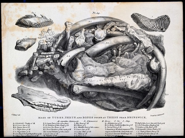 Fossilised tusks, teeth and bones found at Thiede, part of Salzgitter in Lower Saxony. Lithograph by G. Scharf.
