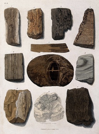 A variety of fossilised madrepores and other organic remains. Coloured etching by S. Springsguth.