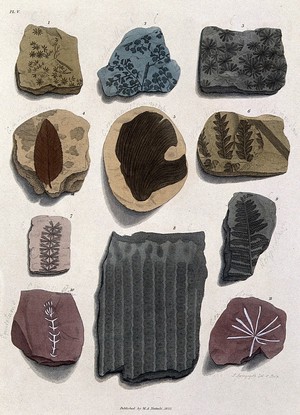 view Eleven different fossilised remains of plants in schistose stones. Coloured etching by S. Springsguth.