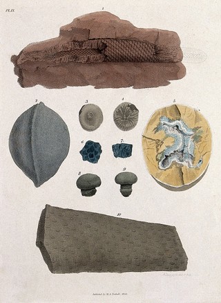 Ten different fossilised remains of plants in schistose stones. Coloured etching by S. Springsguth.