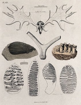 The antlers of an Irish fossil elk, and fossil teeth and tusks. Coloured etching by S. Springsguth, 1833.