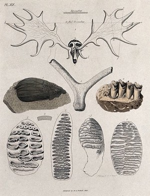 view The antlers of an Irish fossil elk, and fossil teeth and tusks. Coloured etching by S. Springsguth, 1833.