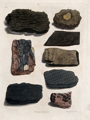 view Fossilised organic remains on stones. Coloured etching by S. Springsguth.