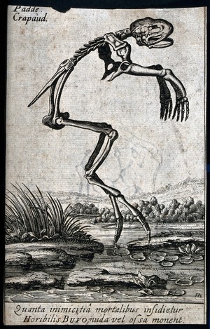 view The skeletal remains of a frog above a lake with water lilies. Etching.