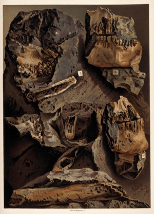 view Fossilised human remains. Colour line block.