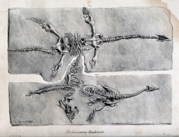 Two fossilised sauropods on black schistose slate. Lithograph by J. Erxleben.
