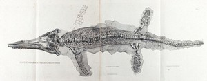 view Fossilised skeleton of a saurian (Ichthyosaurus chiroligostinus). Lithograph by H. O'Neill, 1834.