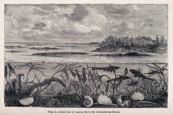 Marine life in the carboniferous period. Wood engraving by F.-J. Gauchard.