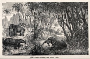 view An ideal landscape of the Miocene period, with elephants rummaging through a forest. Wood engraving by Riou after Cazat.