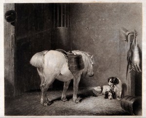 view A white pony in a stable. Engraving by F. Bromley after A. Cooper, 1836.