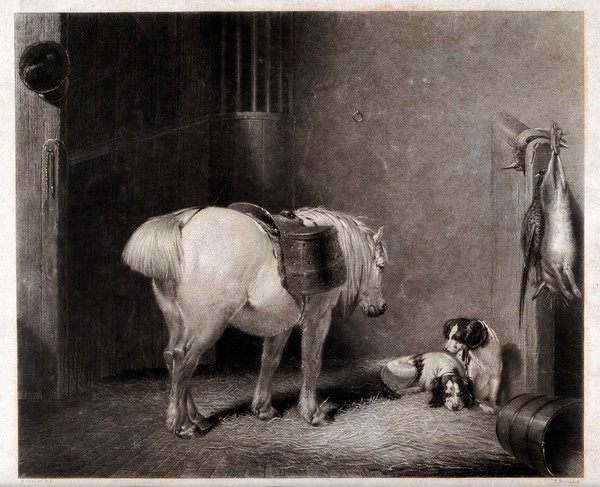 A white pony in a stable. Engraving by F. Bromley after A. Cooper, 1836.
