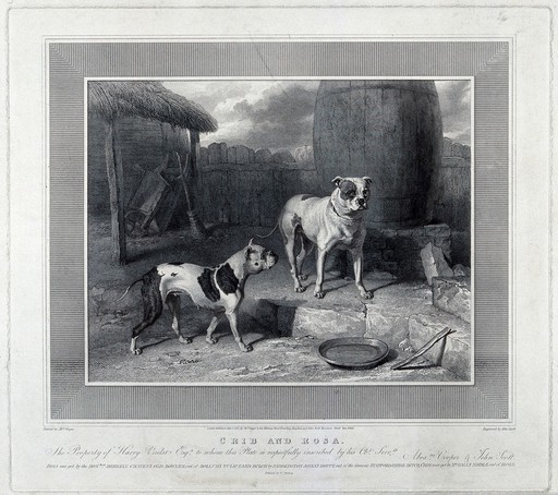 Two dogs (bull terriers?). Engraving by J. Scott after A. Cooper, 1817