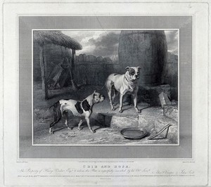 view Two dogs (bull terriers?) Engraving by J. Scott after A. Cooper, 1817.