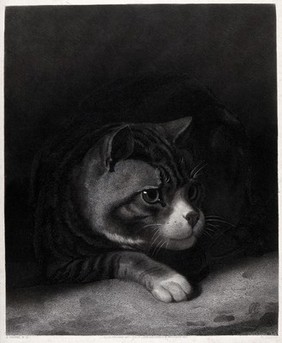 A watchful cat peering from the shadows. Engraving by W. Giller after A. Cooper, 1855.