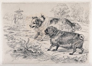 view Two dogs (a King Charles spaniel (?) and a pug dog) in a park; in the background two fashionably dressed women with parasols are in conversation; trees and deer are visible in the distance. Etching after E.H. Landseer, 1823.