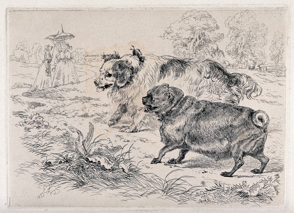 Two dogs (a King Charles spaniel (?) and a pug dog) in a park; in the background two fashionably dressed women with parasols are in conversation; trees and deer are visible in the distance. Etching after E.H. Landseer, 1823.