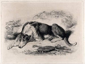 view A large dog lying on the ground, outdoors. Etching after E.H. Landseer, 1824.