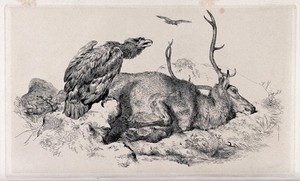 view A raven (?) perched on a rock beside a dead or dying stag, in a mountainous landscape. Etching after E.H. Landseer, 1825.