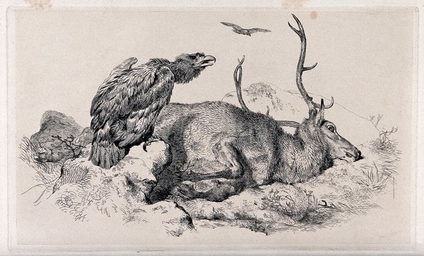 A raven (?) perched on a rock beside a dead or dying stag, in a mountainous landscape. Etching after E.H. Landseer, 1825.