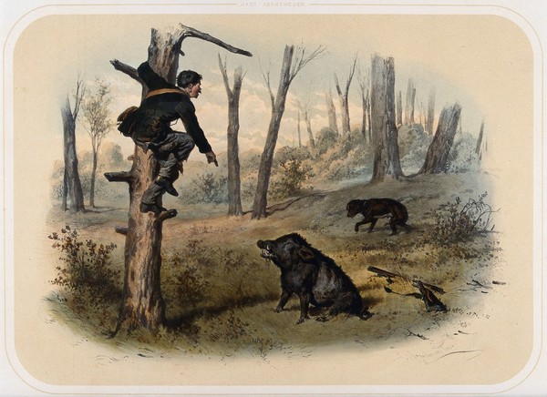 An unarmed huntsman, threatened by a wild boar, takes refuge in a tree. Coloured lithograph by A. Strassgschwandtner after himself, ca. 1860.