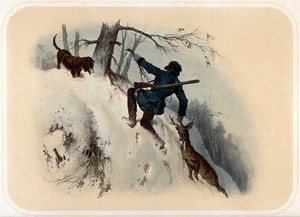 view A huntsman is dragging a dead chamois buck up a snowy slope while clinging to a tree branch, which snaps. Coloured lithograph by A. Strassgschwandtner after himself, ca. 1860.