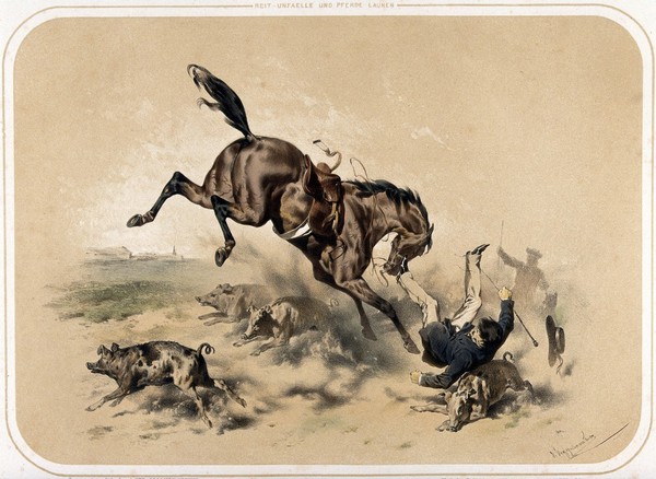 A horse baulks at or trips over (?) a herd of pigs, unseating its rider who lands on a pig. Coloured lithograph by A. Strassgschwandtner after himself, ca. 1860.