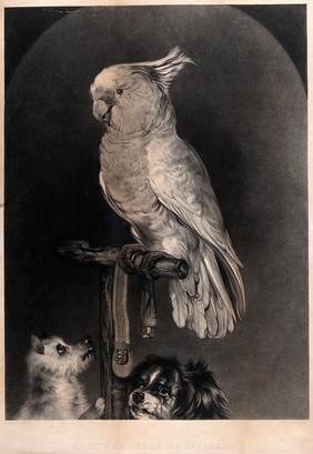 A parrot on a stand is holding a dog's collar with its claws; two small terriers look up hoping the parrot will release it. Mezzotint by A. Lucas after J. Bateman, 18--.