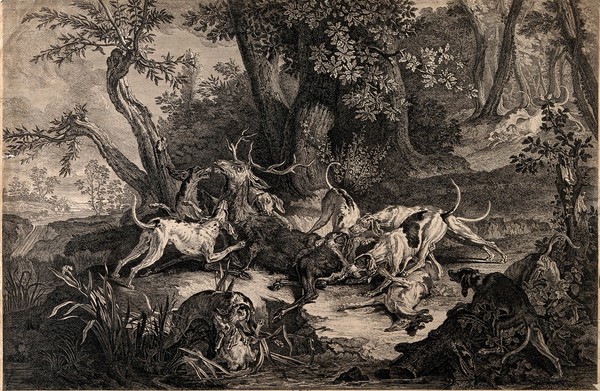 A pack of dogs attack a stag in a forest clearing by a river (?), tearing it to pieces. Etching attributed to J.E. Ridinger (?), ca. 1750 (?).