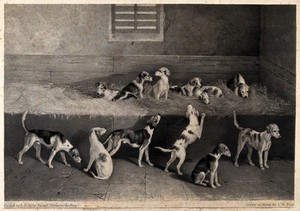 view A group of hound pups in a stable. Lithograph by J.W. Giles after R.B. Davis, 1831/1837 (?).