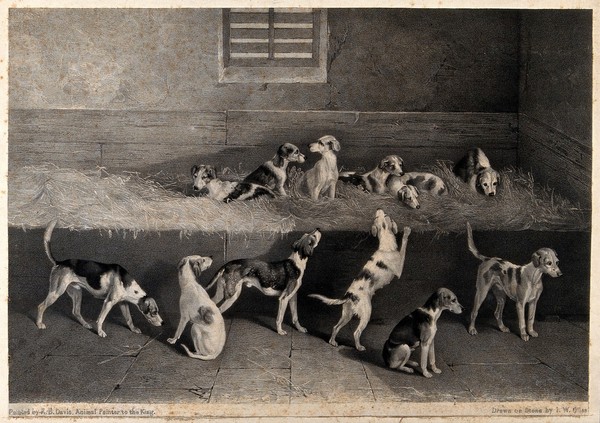 A group of hound pups in a stable. Lithograph by J.W. Giles after R.B. Davis, 1831/1837 (?).