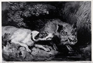 view A dog threatens a wild boar. Lithograph after F. Tayler, ca. 1850 (?).