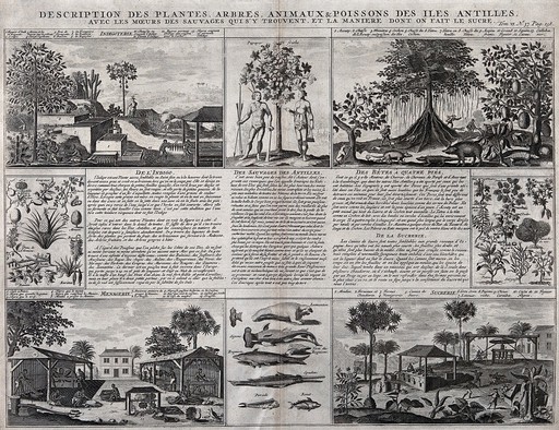 Plants, trees, animals and customs of the people living in the West Indies. Engraving, 1750/1800.