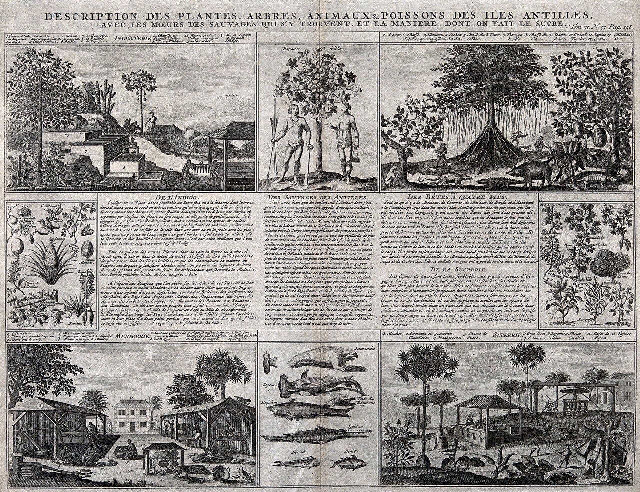 Antilles islands: plants, trees, animals, agriculture, and customs of the people. Engraving, 1732, after S. Leclerc, ca 1671., 1732, by Sébastien Leclerc