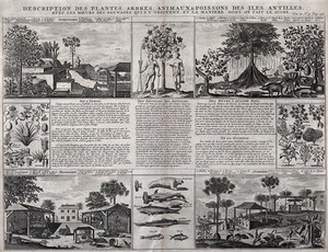 view Antilles islands: plants, trees, animals, agriculture, and customs of the people. Engraving, 1732, after S. Leclerc, ca 1671.