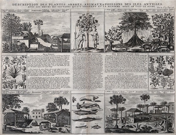 Antilles islands: plants, trees, animals, agriculture, and customs of the people. Engraving, 1732, after S. Leclerc, ca 1671.