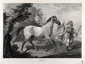 view A white horse led by a man in Arab costume, in a landscape. Etching by M. Haas after A. Wolff, ca. 1850 (?).