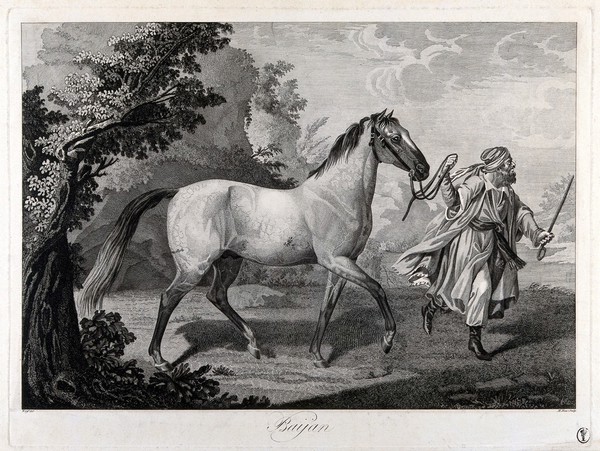 A white horse led by a man in Arab costume, in a landscape. Etching by M. Haas after A. Wolff, ca. 1850 (?).