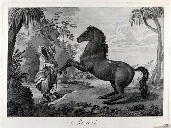 An unbridled horse rears as a dark-skinned man in exotic costume tries to subdue it, in an exotic landscape. Etching by M. Haas after A. Wolff, ca. 1850 (?).