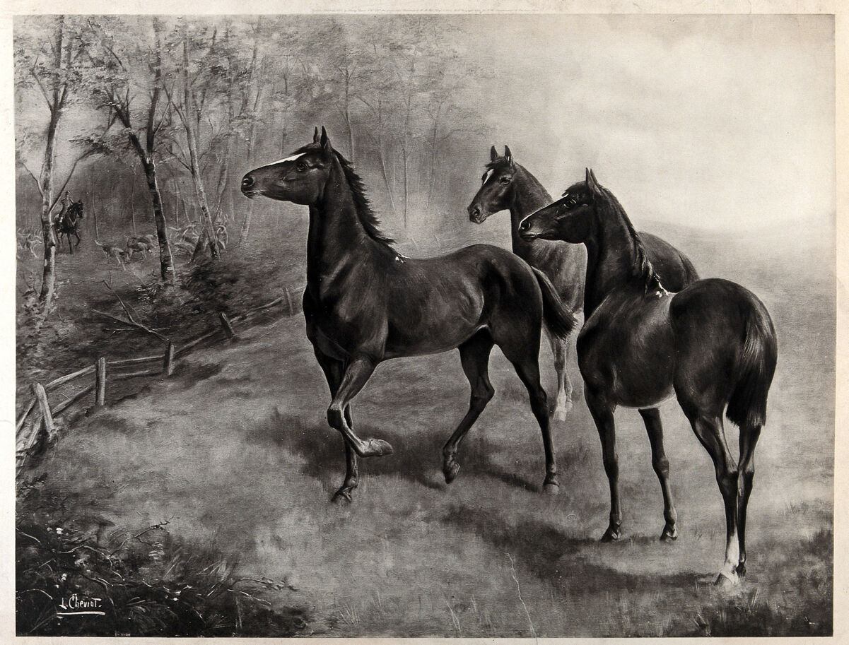 Three horses standing in a field, listening to the horn of a huntsman, who is seen with his horse and hounds in the woods beyond. Process print after L. Cheviot, 1904., 1904, by Lilian Cheviot