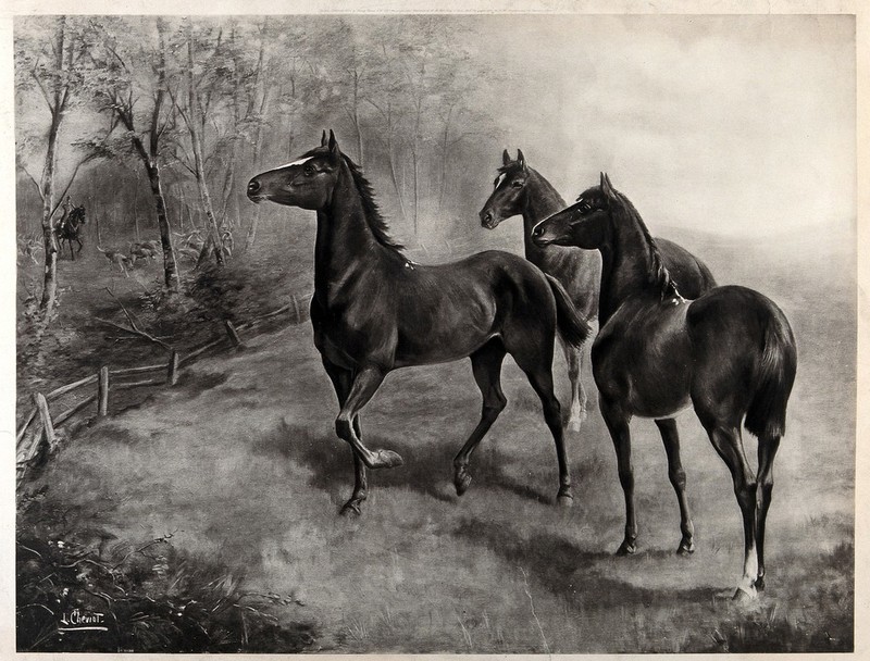 Three horses standing in a field, listening to the horn of a huntsman, who is seen with his horse and hounds in the woods beyond. Process print after L. Cheviot, 1904., 1904, by Lilian Cheviot