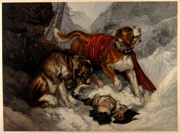 Two St. Bernard dogs find an injured man, while one tries to revive him the other alerts the rescue party of his presence. Chromolithograph after E. Landseer, 1860/1880.