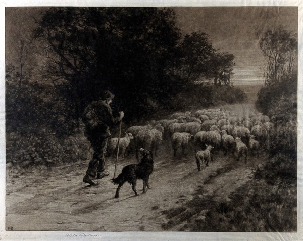A shepherd and his dog, driving a flock of sheep along a country lane. Etching by Herbert Dicksee, 1901.