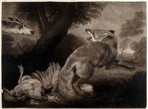 view A fox, having just killed a chicken, is surprised by a hound. Mezzotint by C. Turner after F. Snyders.