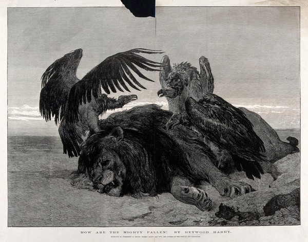 A dead lion being set-upon by three vultures. Wood engraving by J. Greenaway after H. Hardy, 1875.