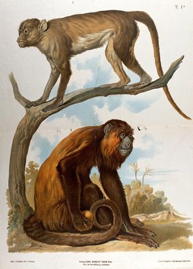 Two monkeys, one of which is standing on a tree branch. Chromolithograph by F. Gerasch after A. Gerasch, 1860/1880?.